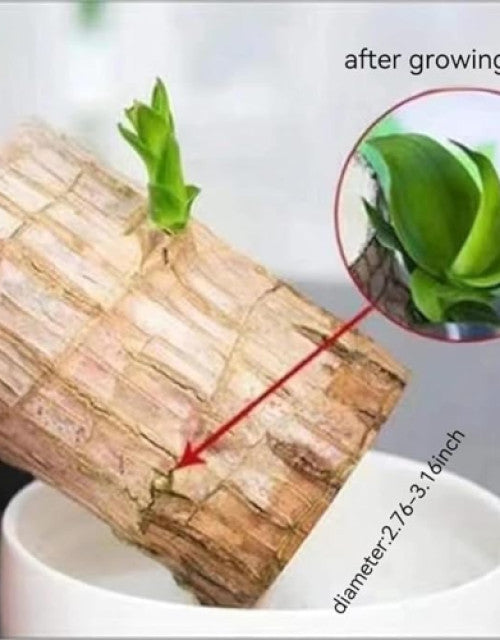 Green Lucky Brazil Wood Plant ( Pack Of 1 )